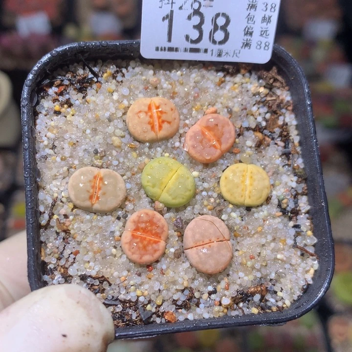 精品生石花26.138