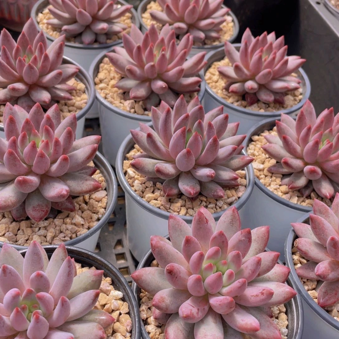 量拍28号 红虞美人单头一个带盆土