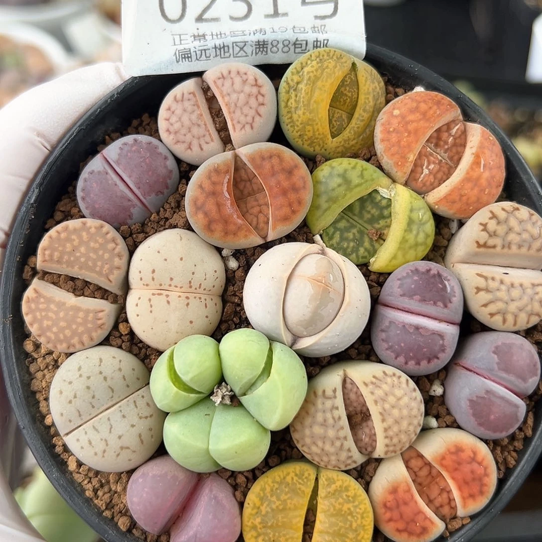 好养易活生石花大母本0231