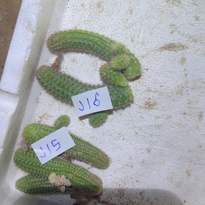 萌***1J16两个宝石侧芽4