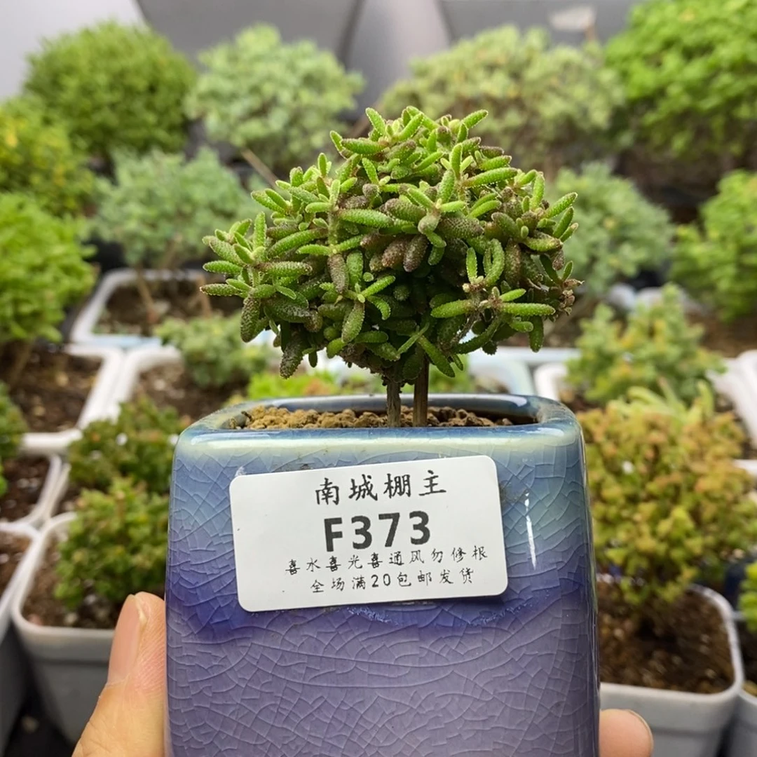 373红麒麟枝干番杏