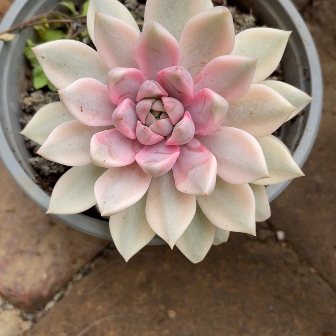 天***️2074单头锦多肉植物一物一拍