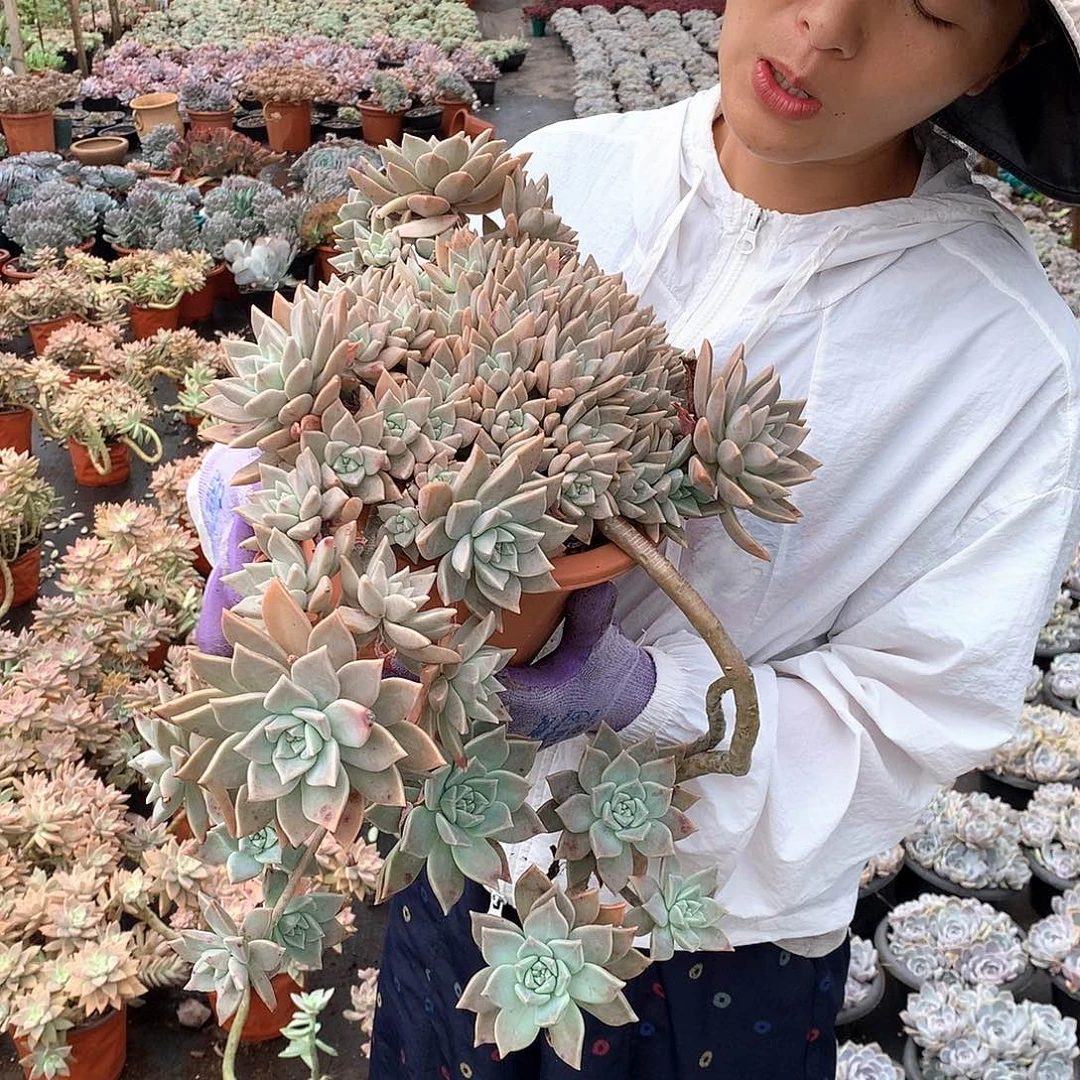 多肉植物量拍28.8血色黄昏