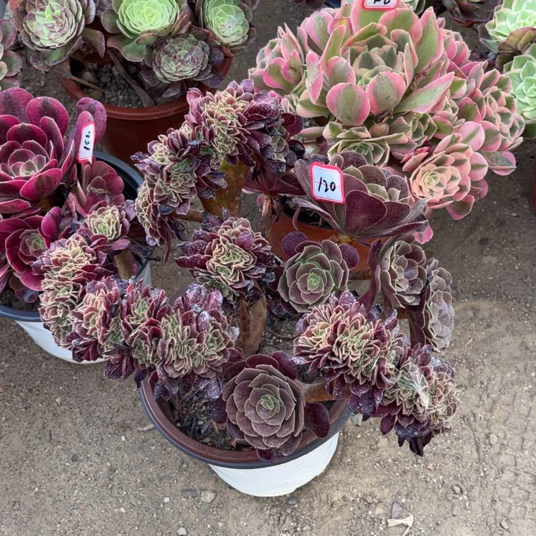 120多肉植物梅花珀迪缀化