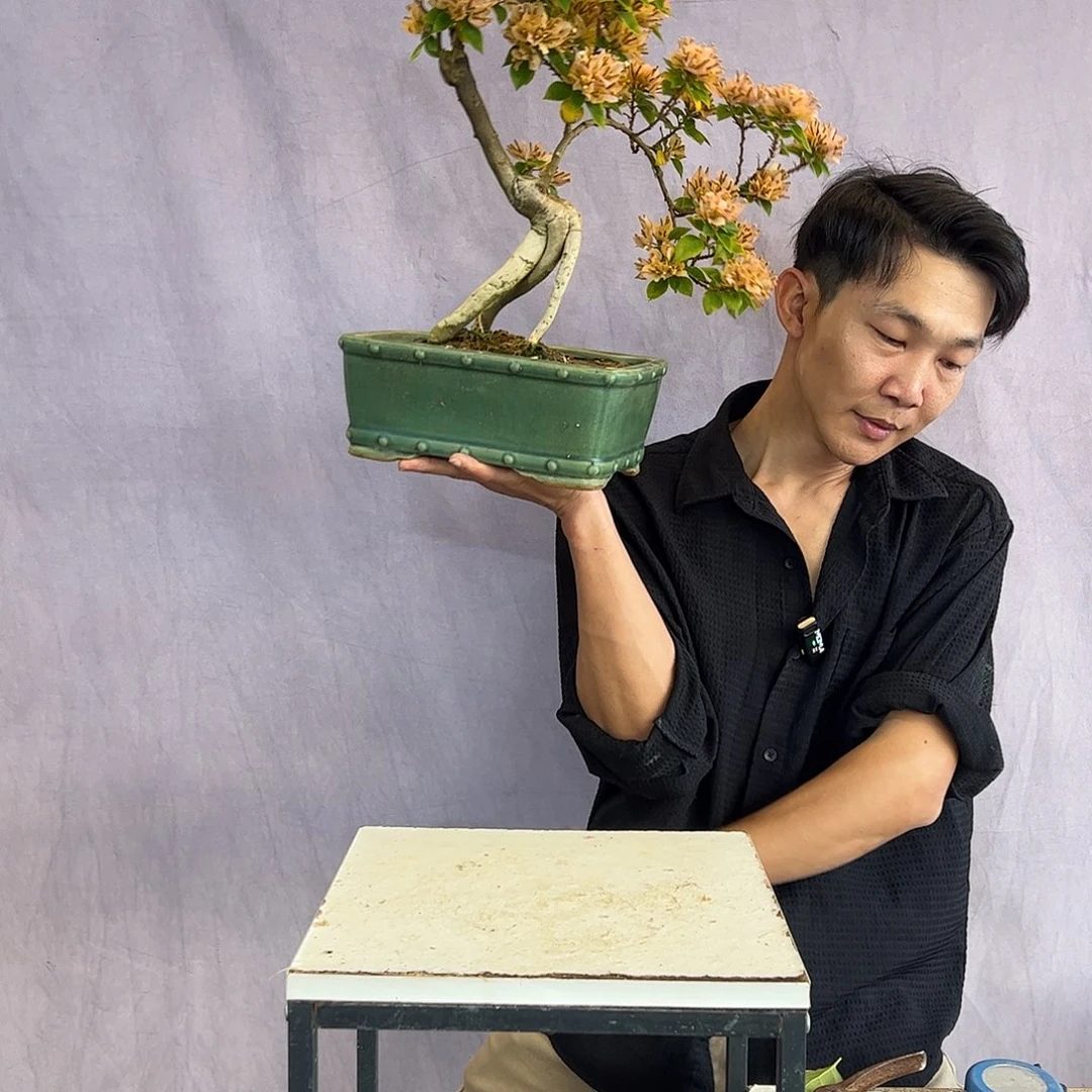 大量花朵（建议范围：8朵-15朵 或40%以上）塔黄