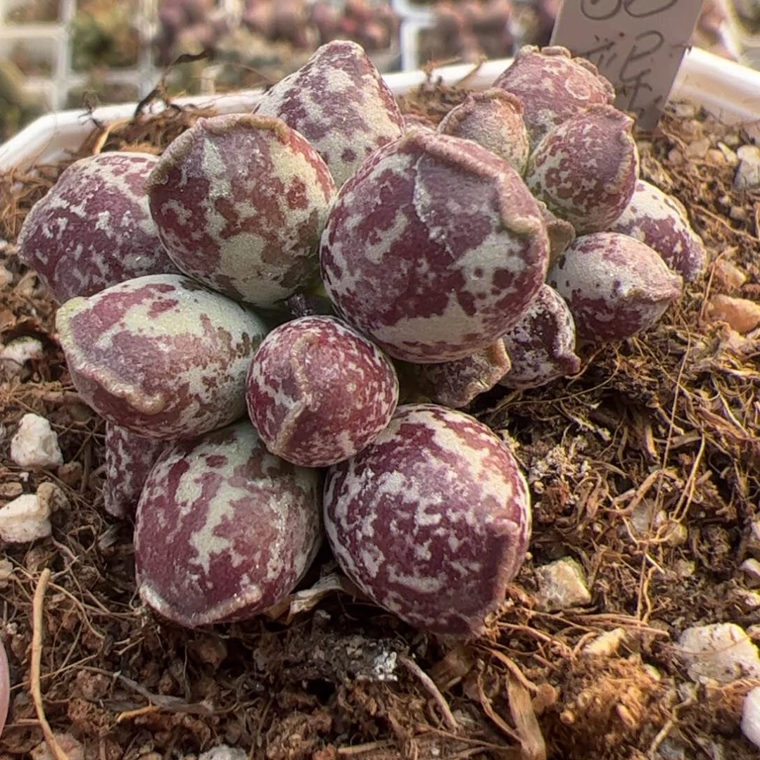 变异达摩海豹多头纯木质桩多肉植物