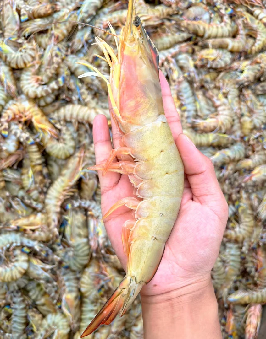 北海野生大明虾新鲜海捕纯天然速冻锁顺丰发货