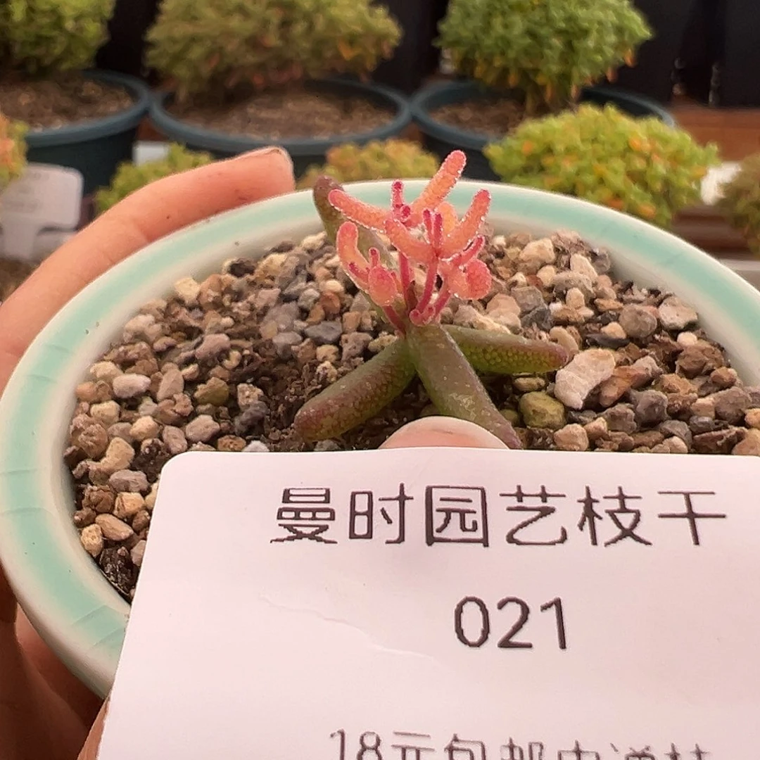 21号假飞机猪带盆1.3多肉