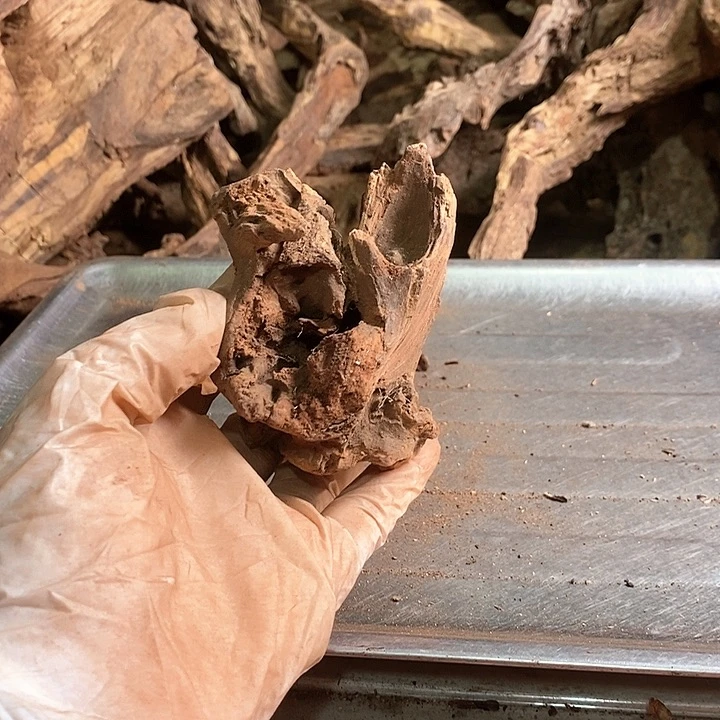 花梨木类禅*海南黄油梨