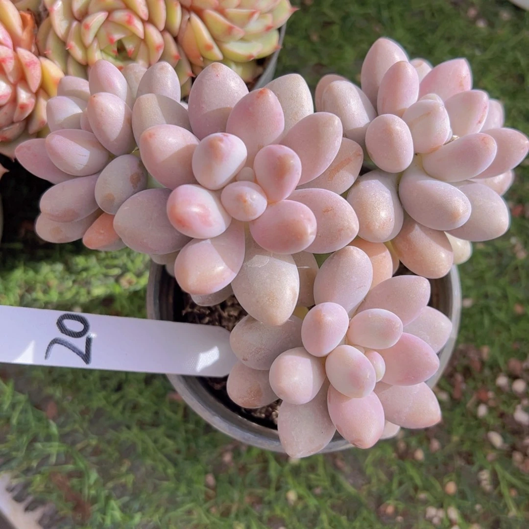 香玉的故事是一个人的