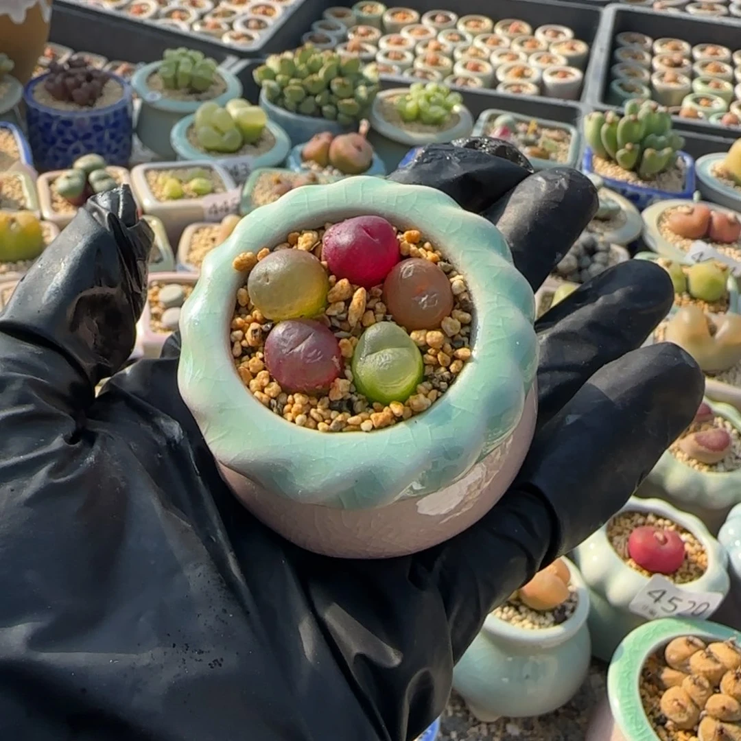 4780--一物一拍 带盆