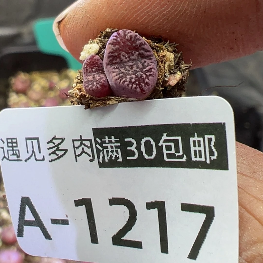多肉植物111111111111111111