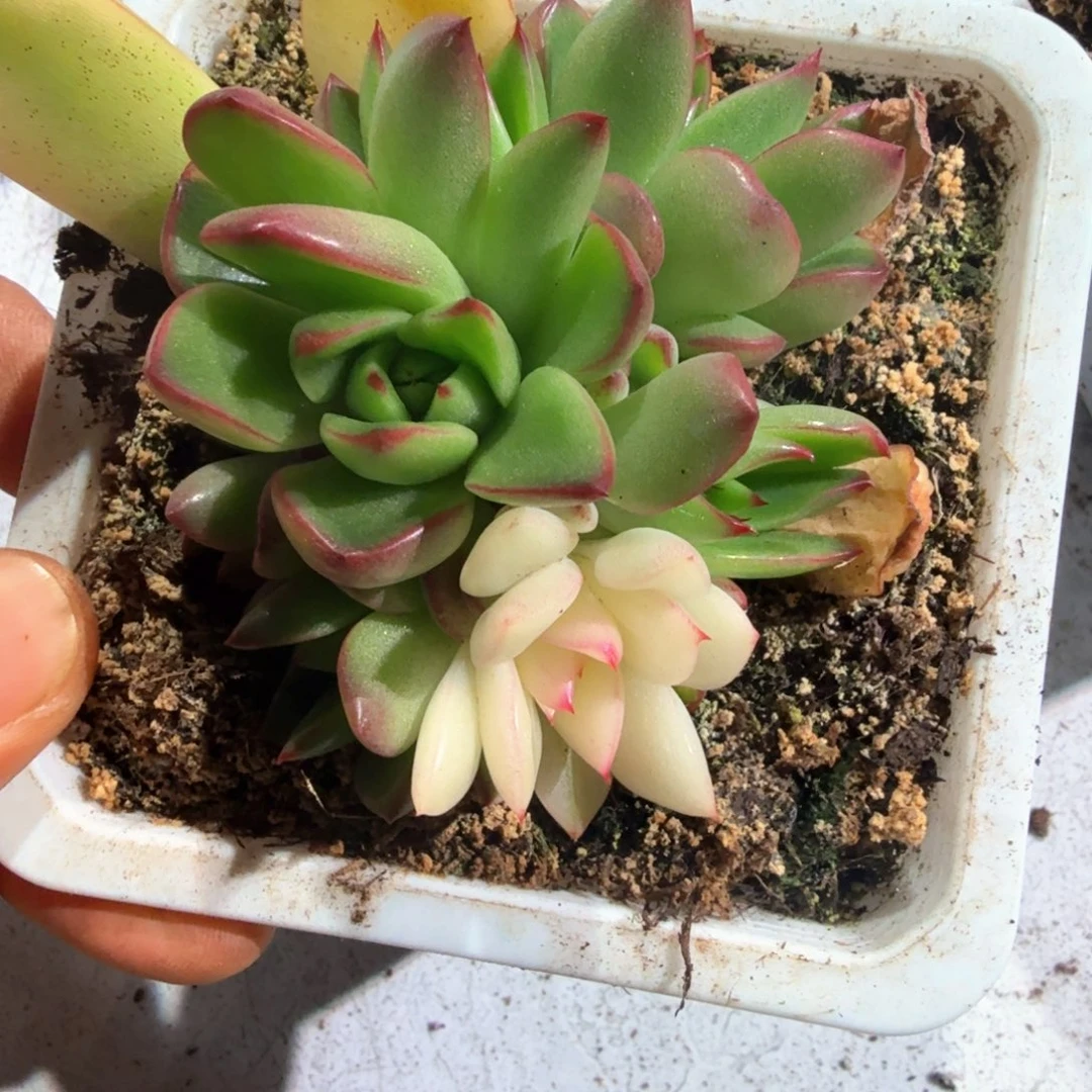 阿斯娜  锦上园艺一物一拍