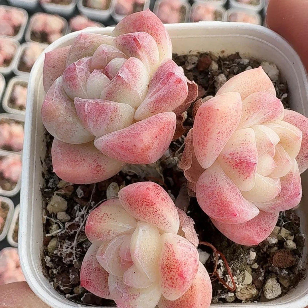 多肉冰玉3头长腿血斑冰玉