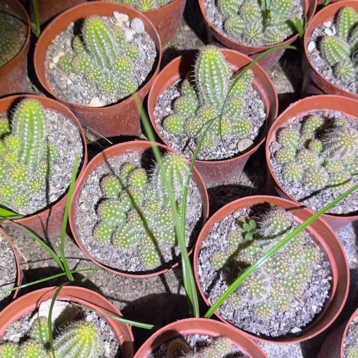 白檀仙人掌477小群随机