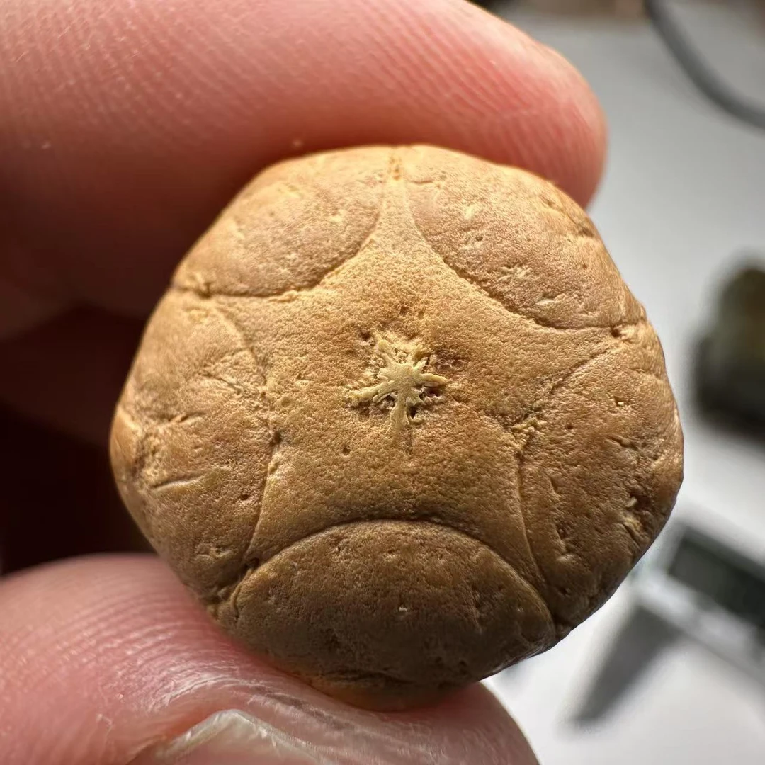 尼泊尔五星菩提，尺寸18，sss系列，货号122
