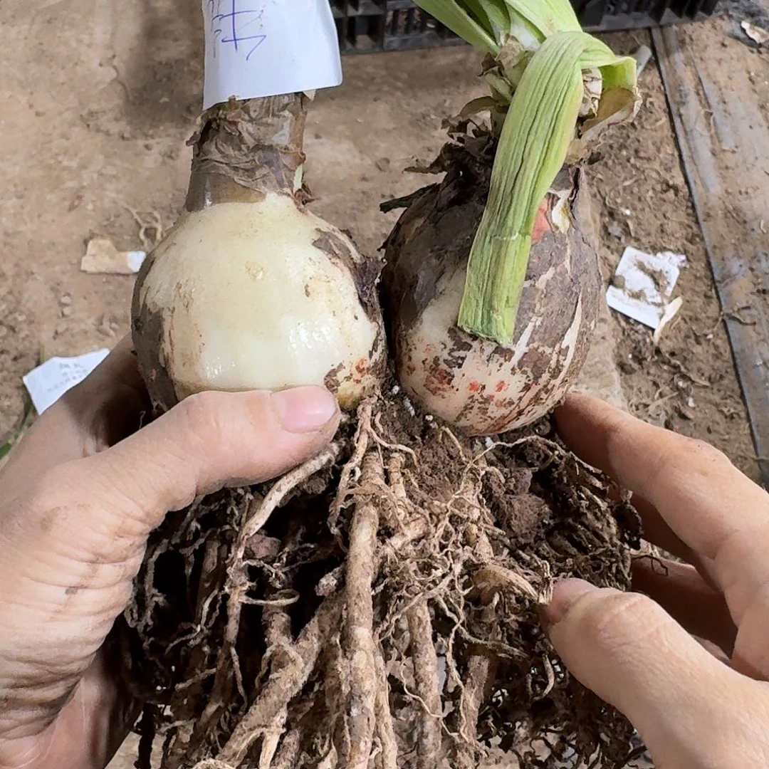 毛毛双包胎6+6开花球