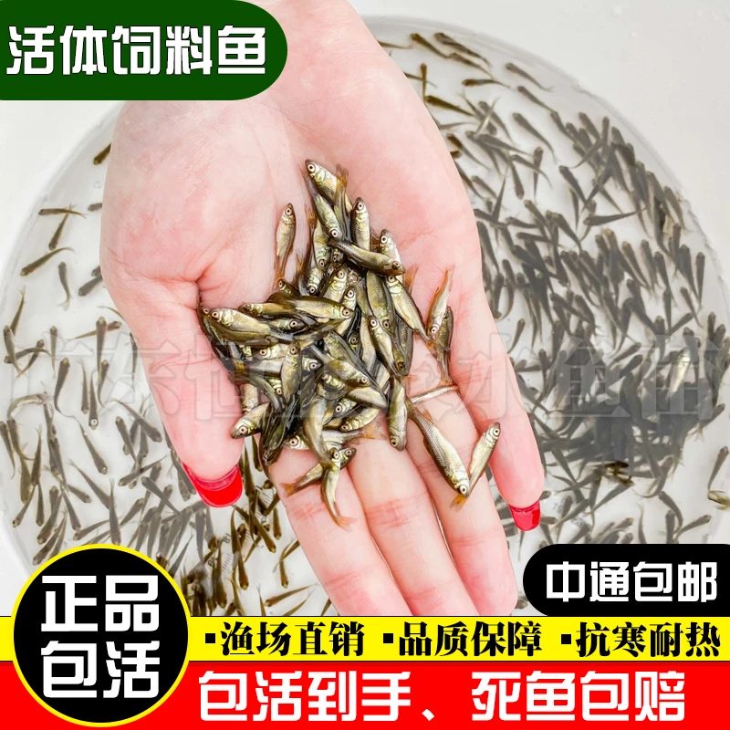 麦穗鲫鱼多种鱼苗宠物饲料小鱼雷龙批发鲫鱼龟粮饲料鱼鱼食活鱼