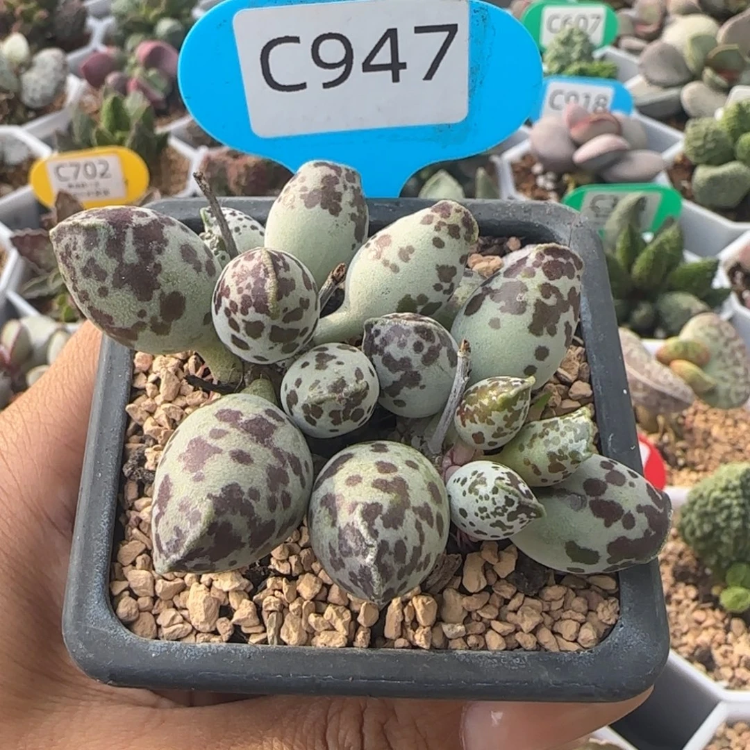 奶牛斑特白肌海豹桩子。  947。