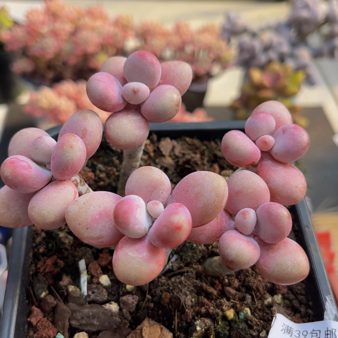 402/8cm糖果桃蛋多肉植物