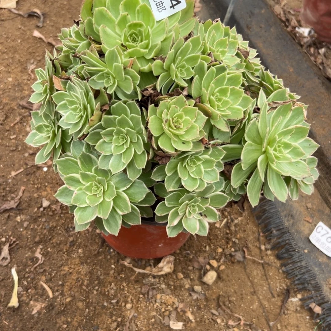 974多肉  万花筒不包断头