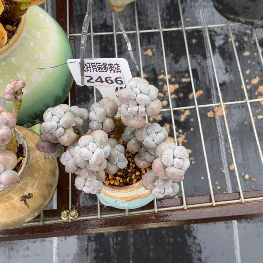 s***A多肉植物2466不带盆