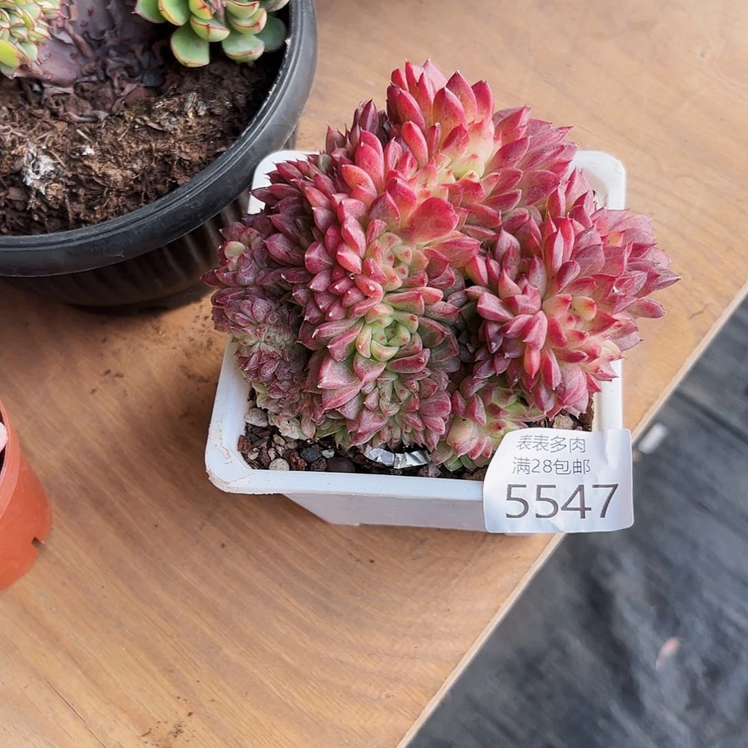 9号A***n我们的确是5547