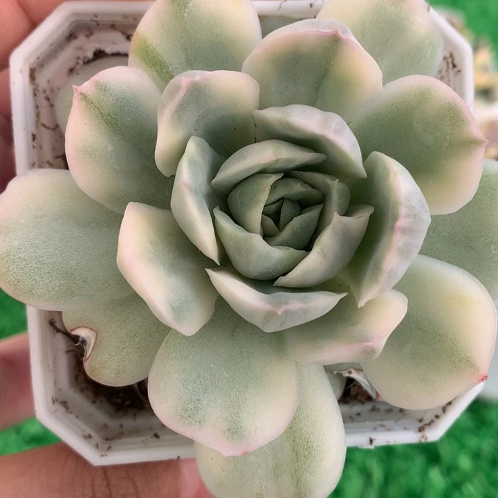 蛋糕锦，锦哥多肉