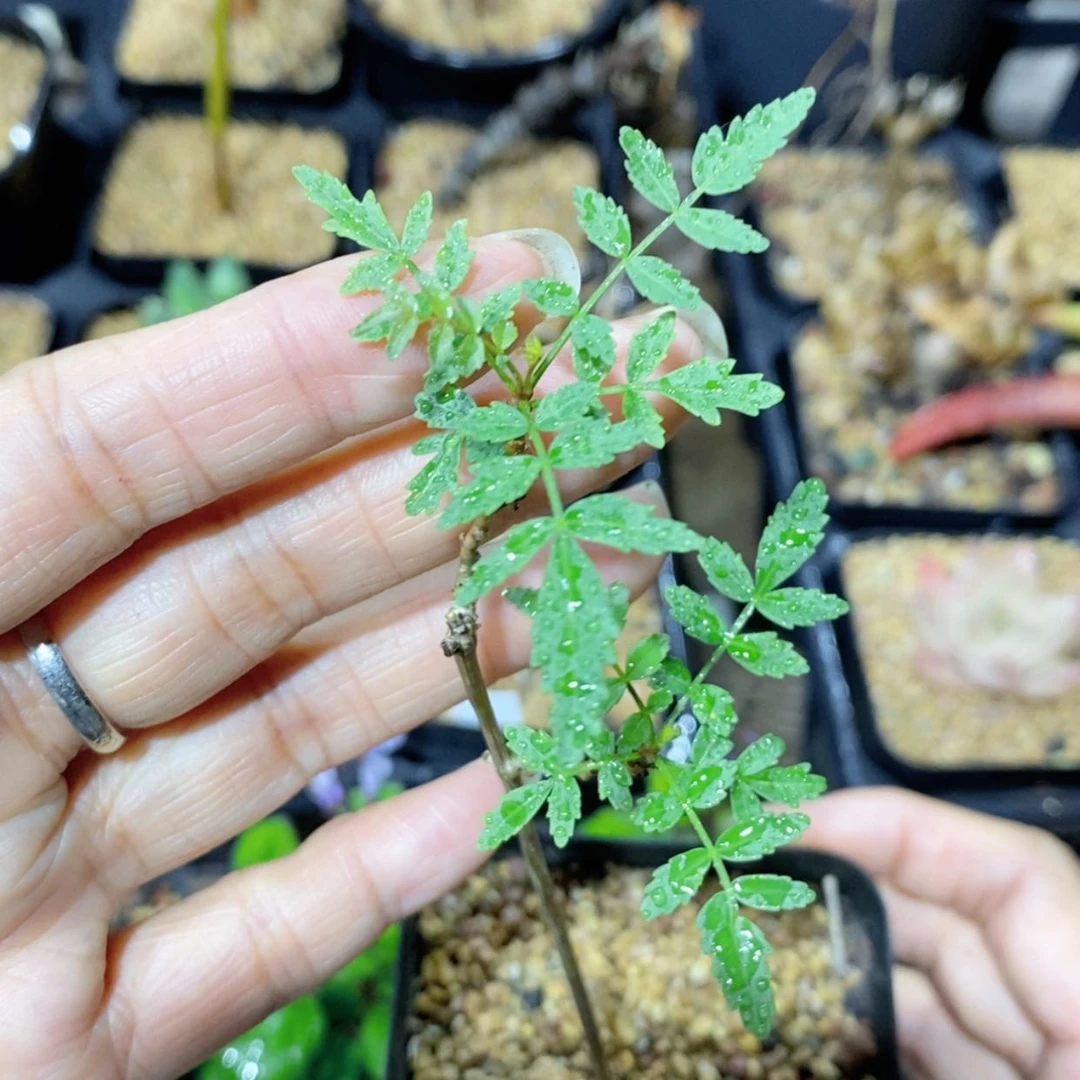 【闪购商品】蛋蛋裂榄