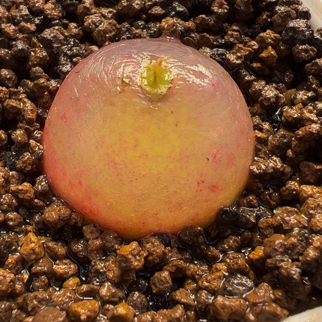 011多肉植物种类多样