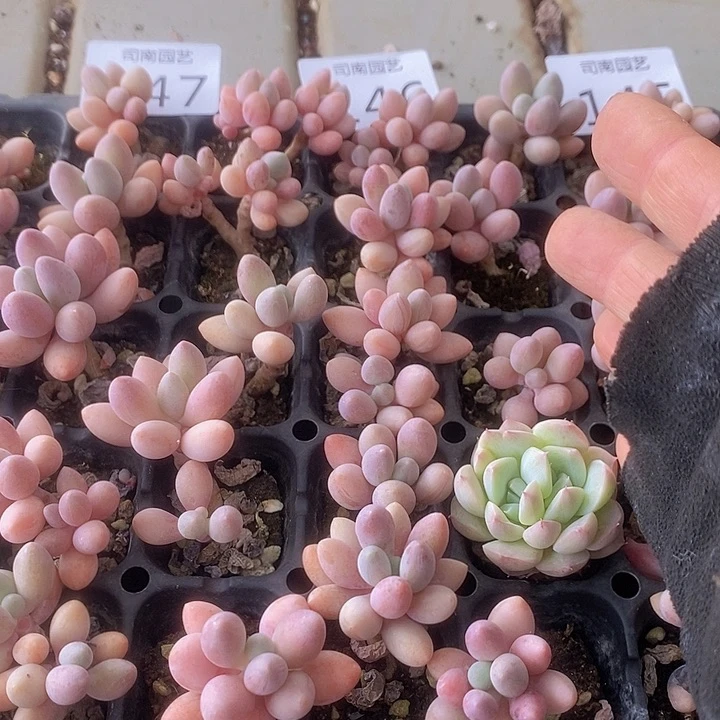 146-148 多肉植物盆栽花卉植物