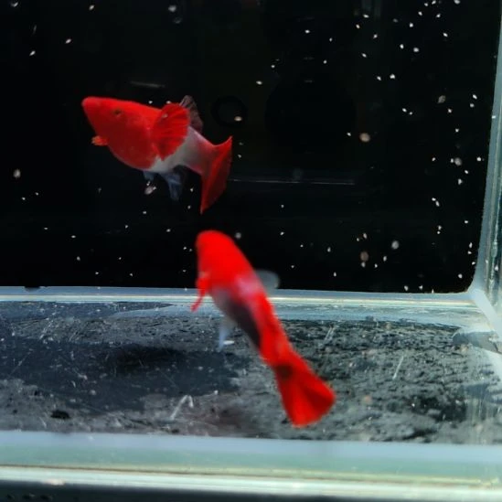 孔雀鱼深海蓝贵族双分水一对