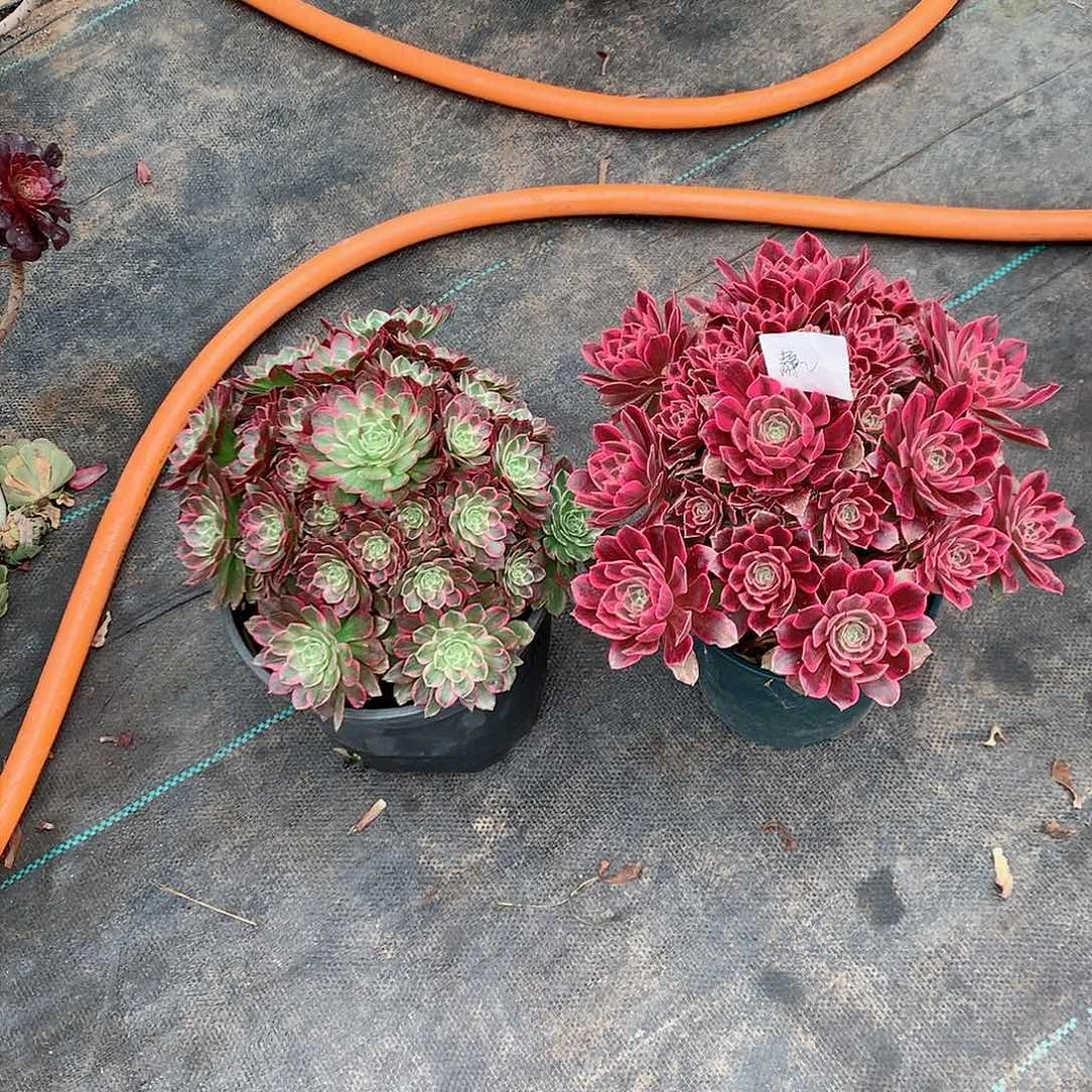 【闪购商品】我**静莲花，多肉