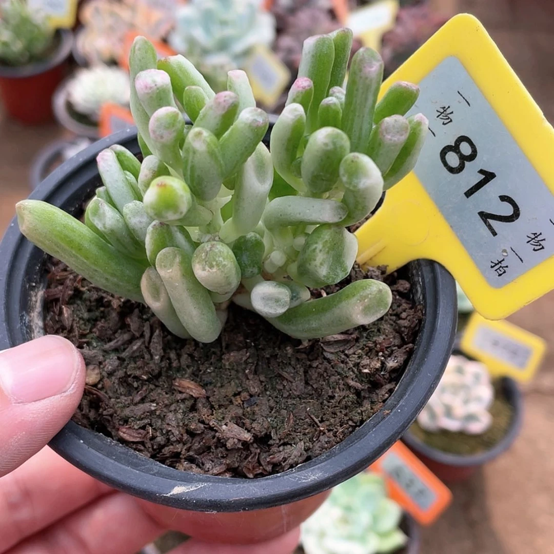 【闪购商品】无花朵812