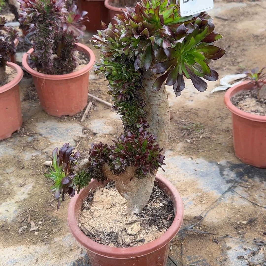 050黑法师一颗呀呀呀