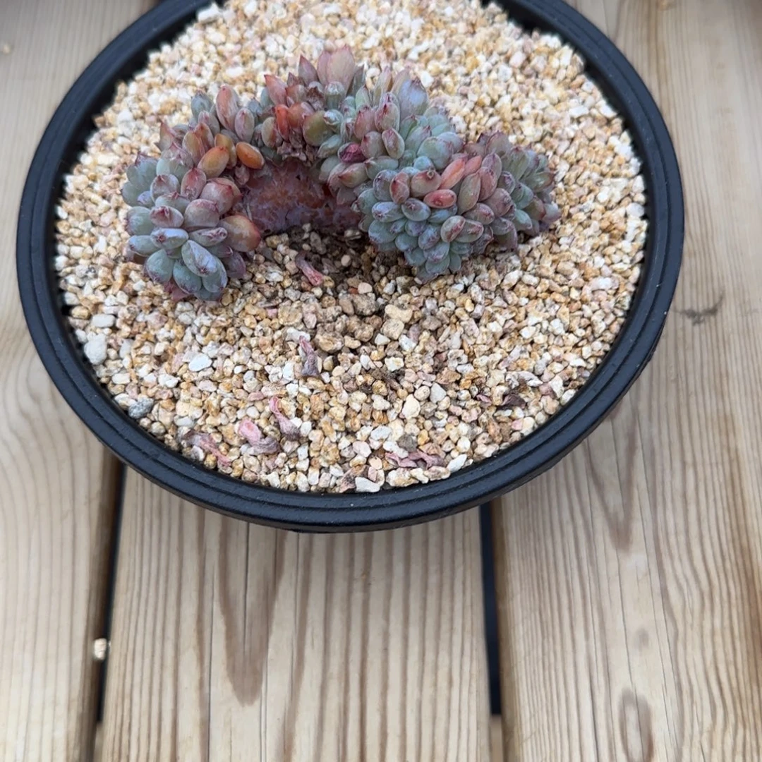 张***姐张小姐橙子缀化发货多肉