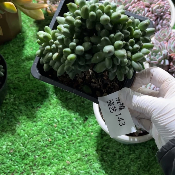 143千代田缀多肉植物