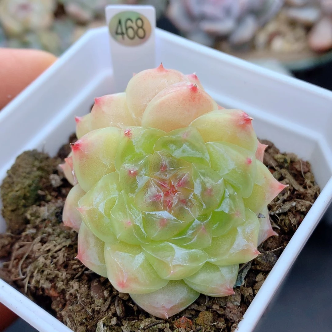 58包邮  群生不包整468