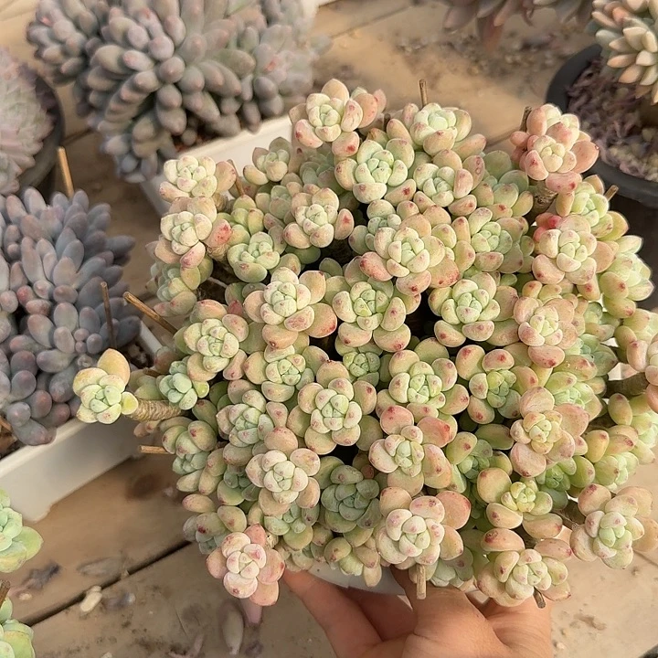 劳尔多头植物保护多肉