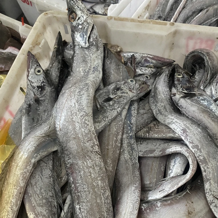 东海舟山本地带鱼油带深海整条肉质新鲜