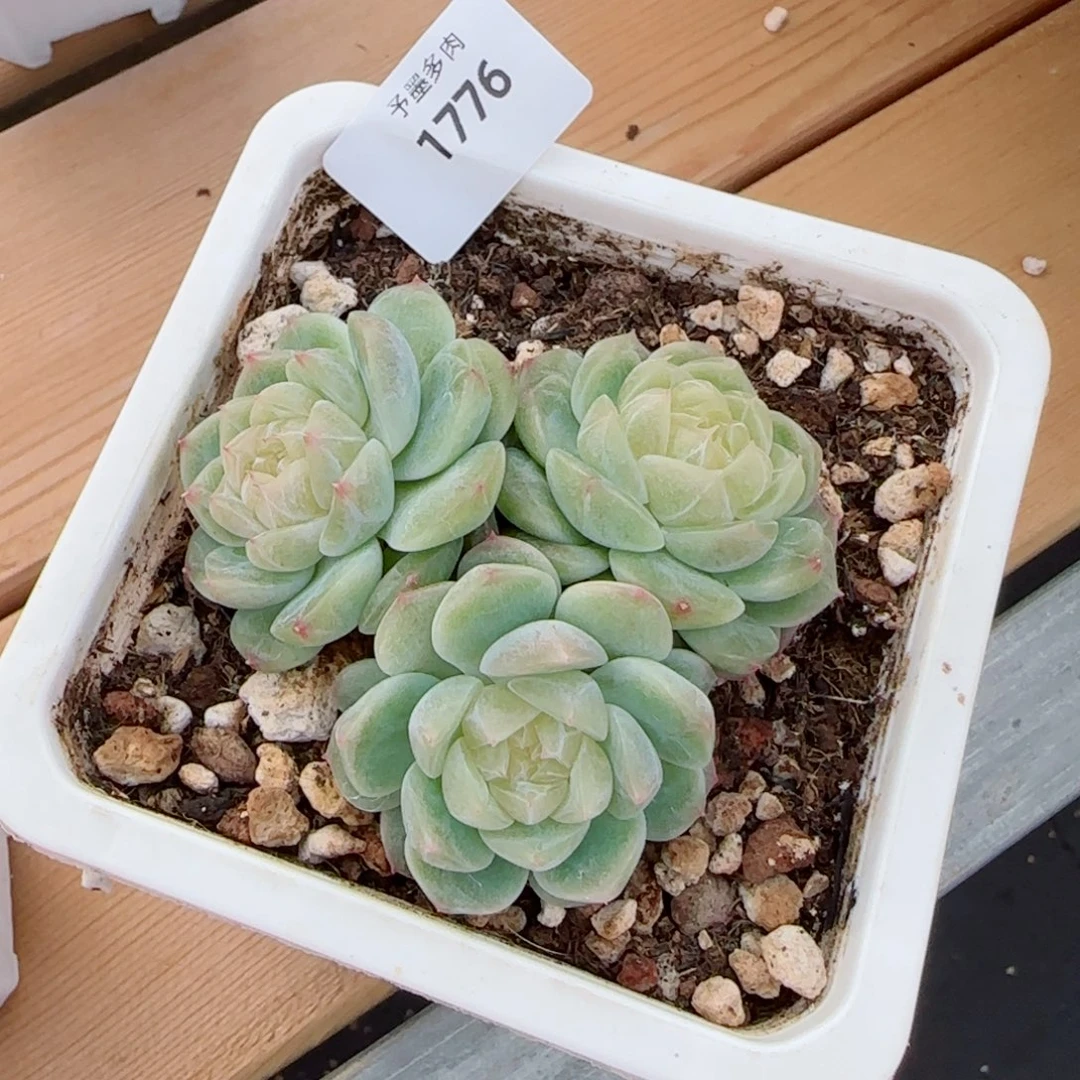 l***a泼天富贵，1776多肉植物