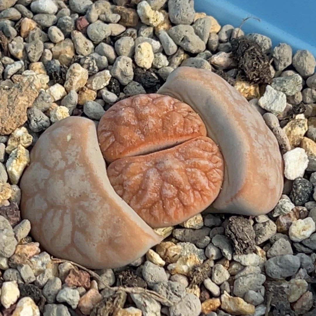 6131睫毛山脉凹凸拿铁一颗