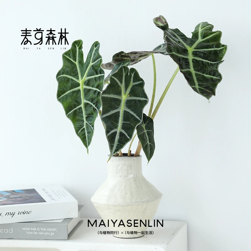 大仙女海芋ins热带植物高颜值桌面好养室内水培植物水养绿植
