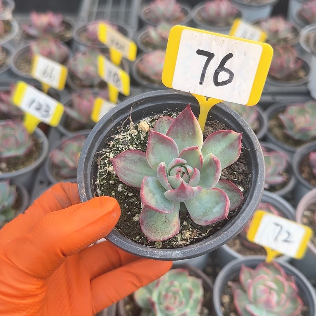 妄*76惊鸿单头多肉