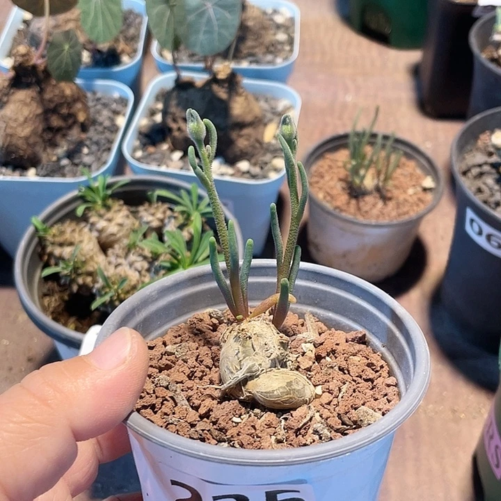 235淡青霜块根植物