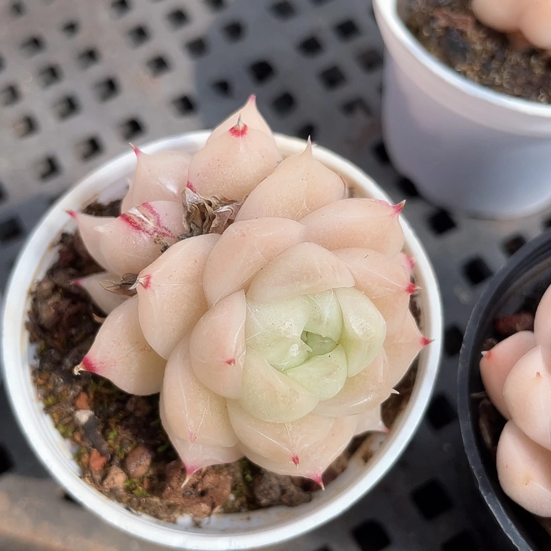 优选麦秆福利1084