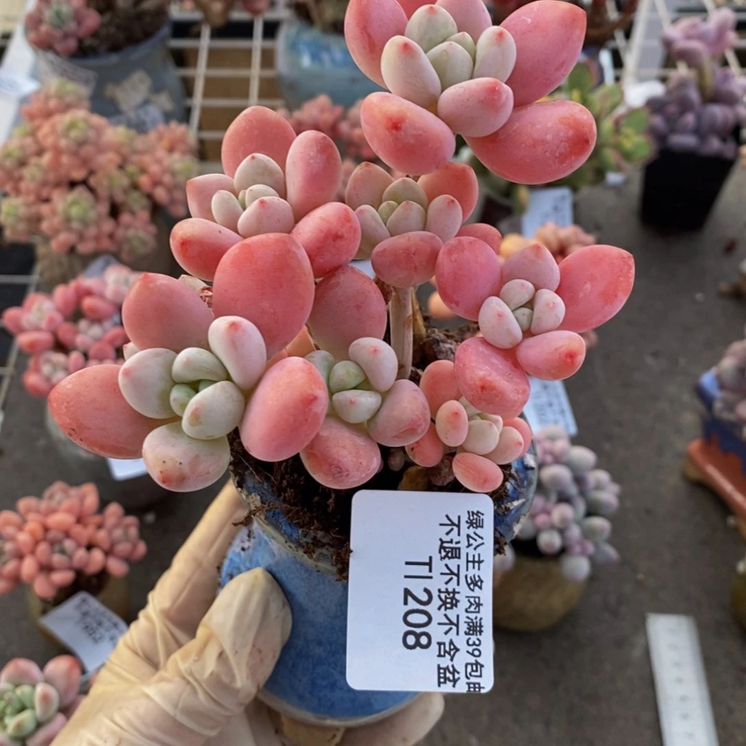 樱花洛神208/9cm多肉