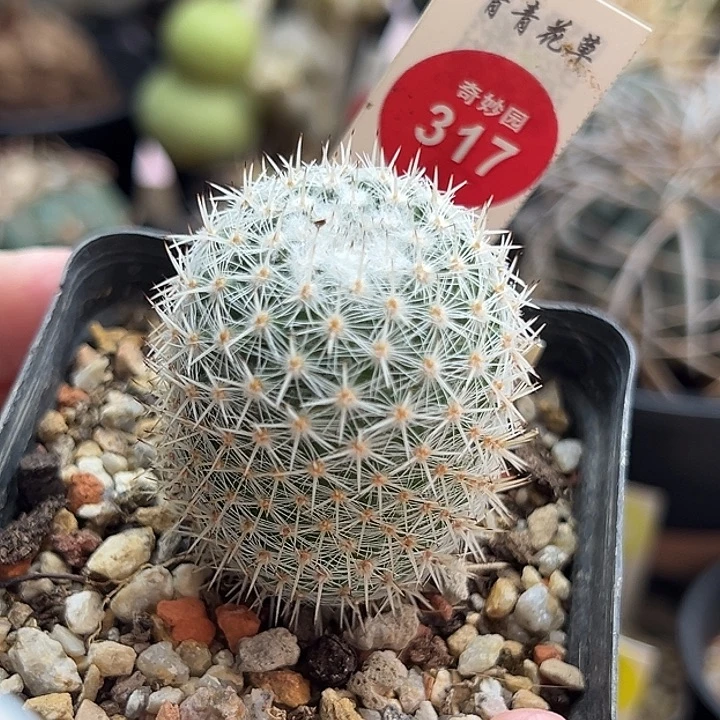 实生敷岛3.6cm一棵仙人球
