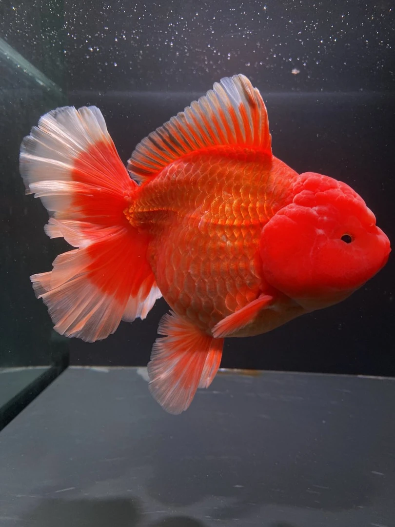 精品泰狮金鱼兰寿观赏鱼冷水淡水鱼（图片仅供参考）