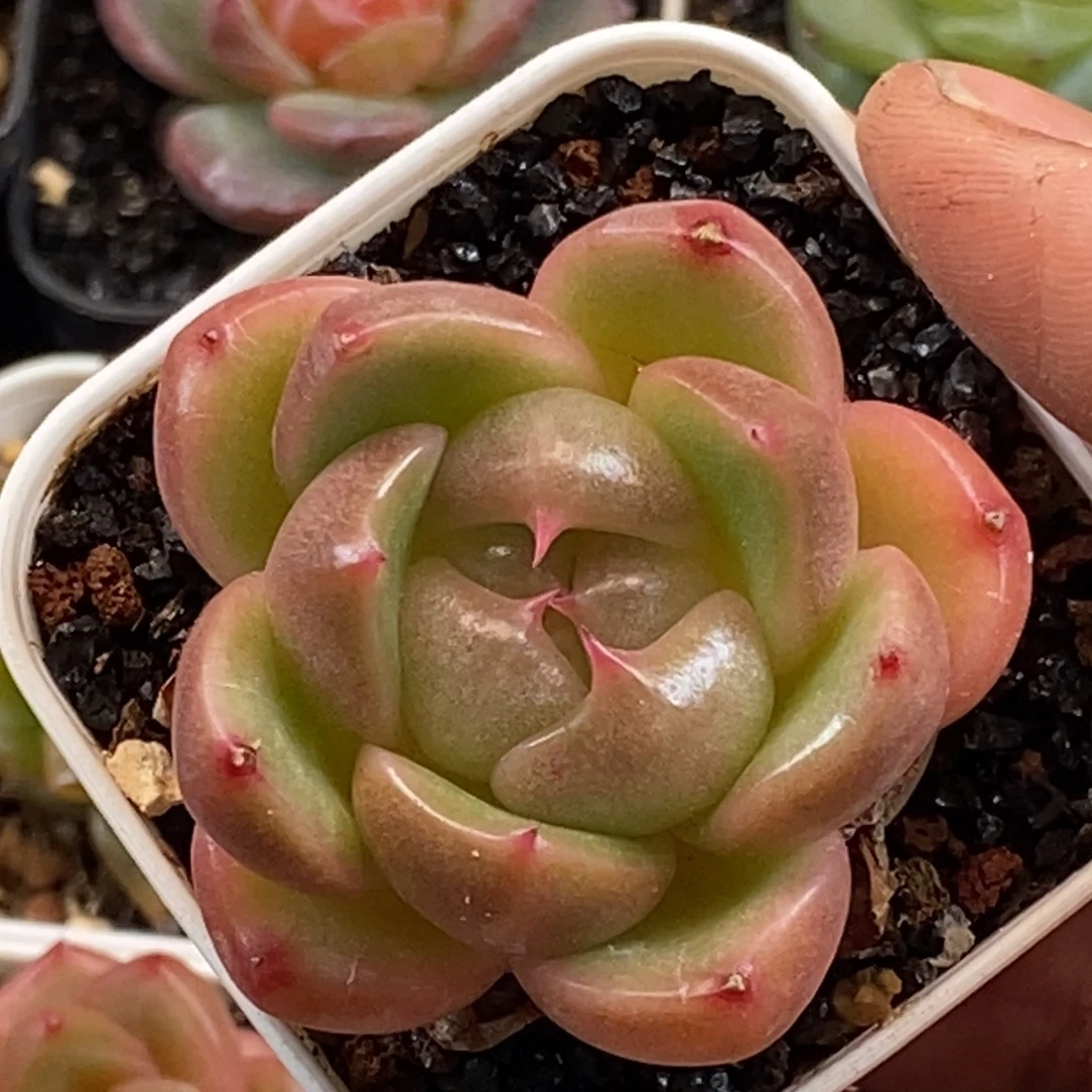 天官赐福百无禁忌